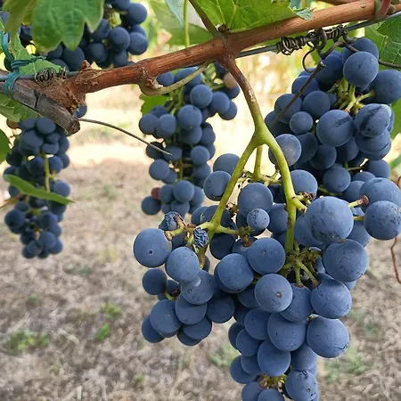 Cascina Risotto Appartement Montaldo Bormida