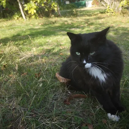 Cascina Risotto 公寓 Montaldo Bormida